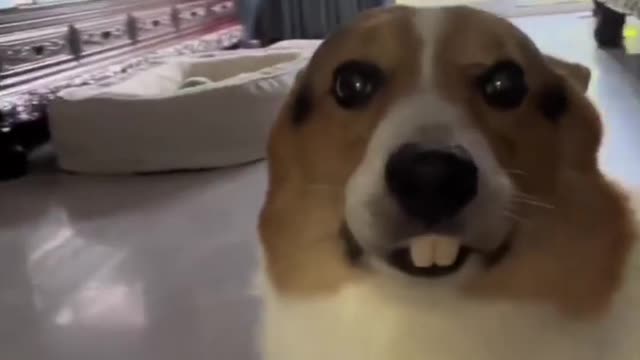 New Animal MouseDog