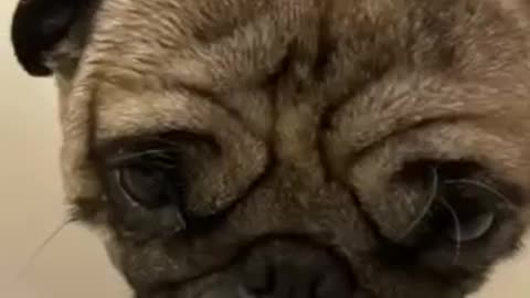 Cute Pug Puppy Gets A Bath