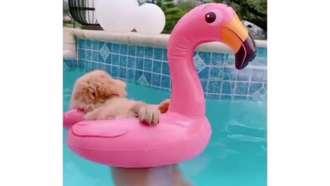 dog relaxing in the pool