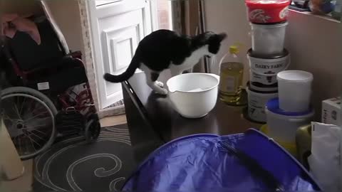 Funny & Cute Cat Compilation Video
