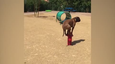 Funny videos (try not to laugh) EXTREME