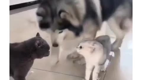 Cat's funny video