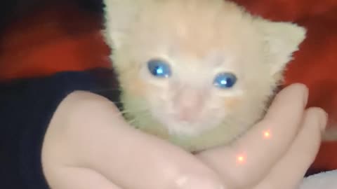 My kitten Simba