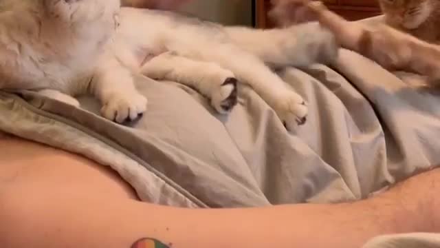 Cats like to be in warm places