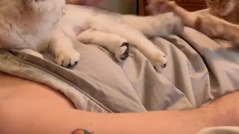 Cats like to be in warm places