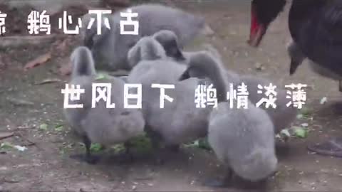 Big goose