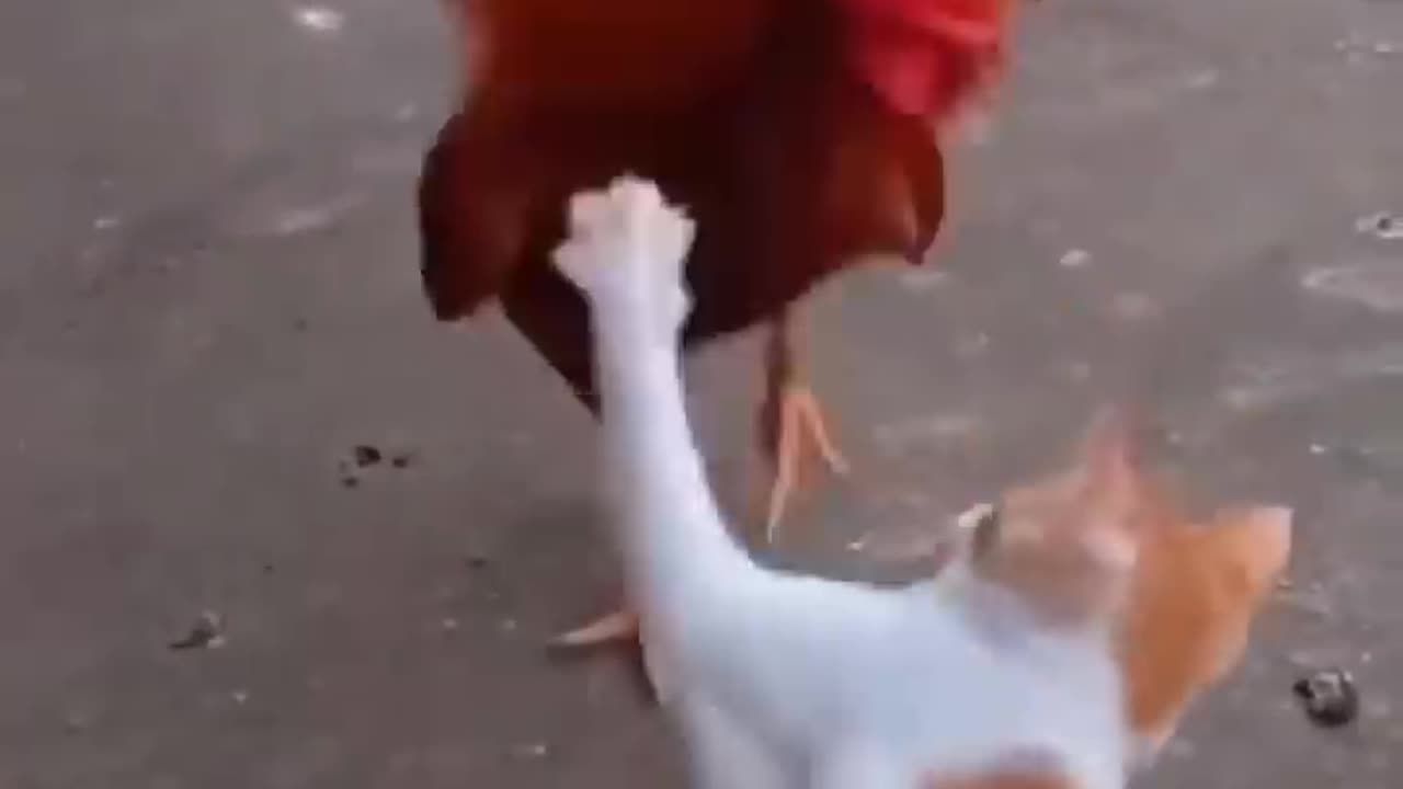 Funny video