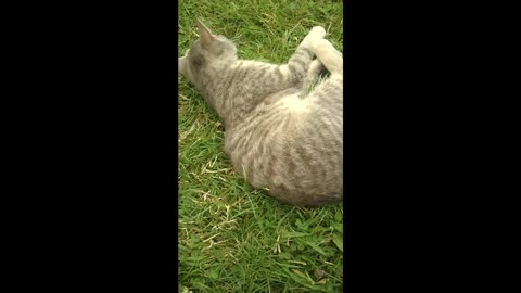 Sweet cat scratches its head
