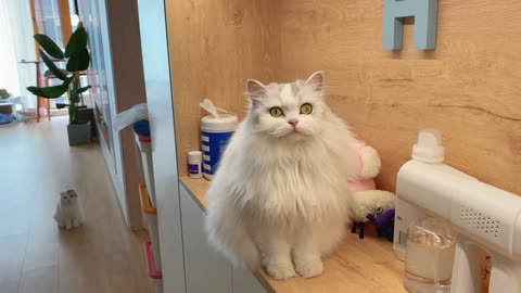 What kind of cat is this It's tripping