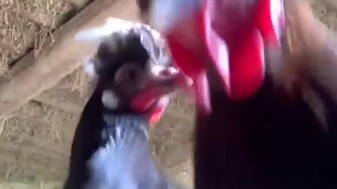 Dancing Chicken