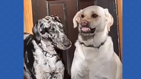 20 minute funny video