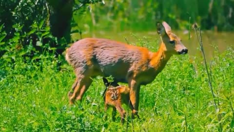 Deer