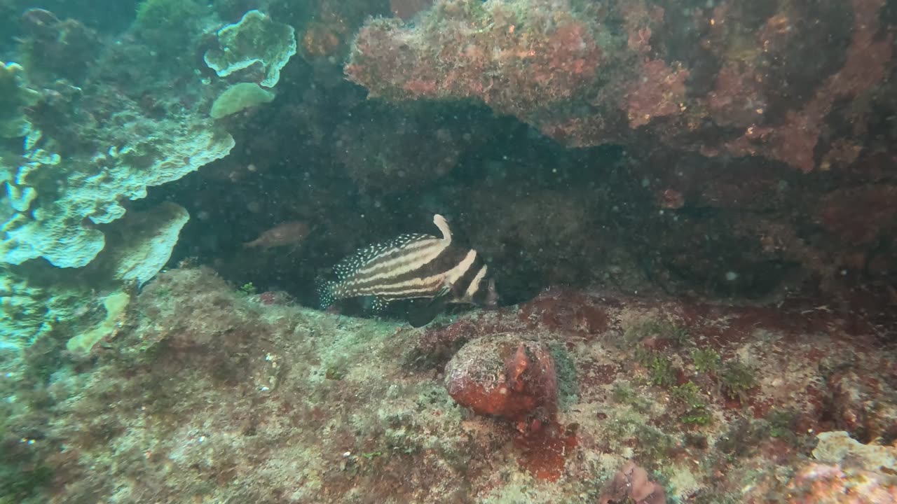 Spotted Drum