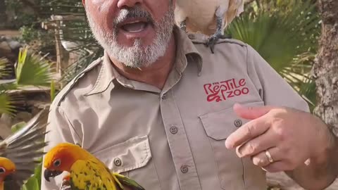 Does anyone here speak cockatoo 🦜 ? 😂 #zoo