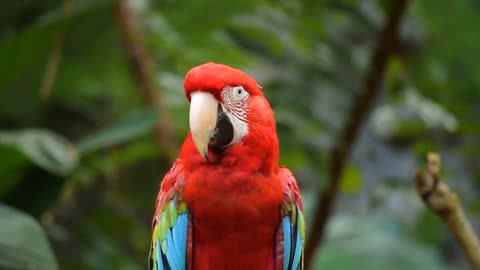 Nature And Wildlife Video -- Bird and animal is beautiful creature on our planet