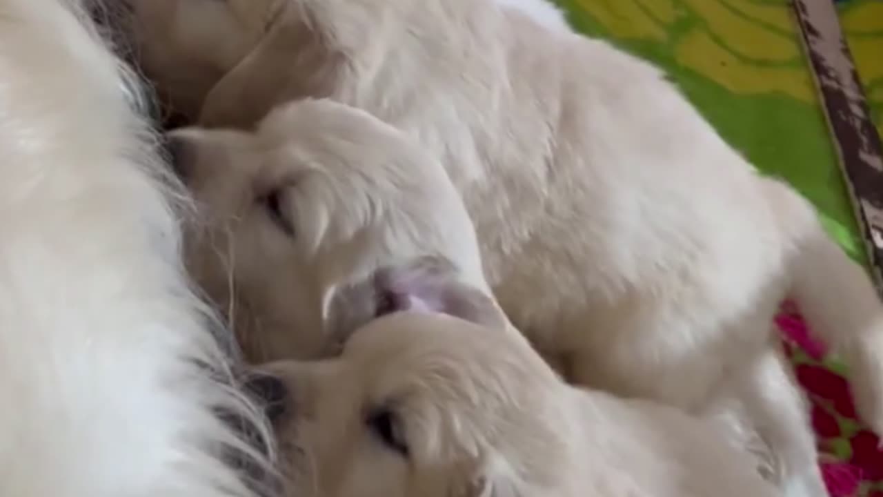 Cute puppies with their mother
