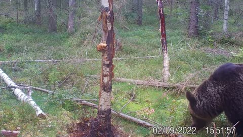 karhu , susi , ilves ja hirvi kameralla