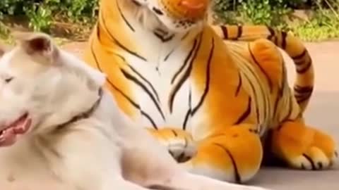 Funny dog pranked with fake tiger