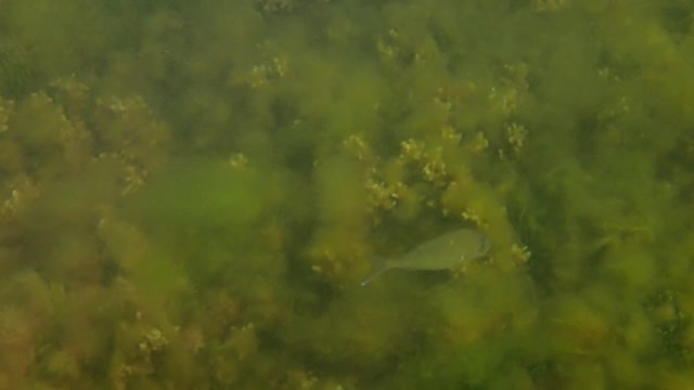 fishy random 13