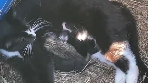 There are kittens in my compost bin!!!! I almost threw a bucket of scraps on them. 😬