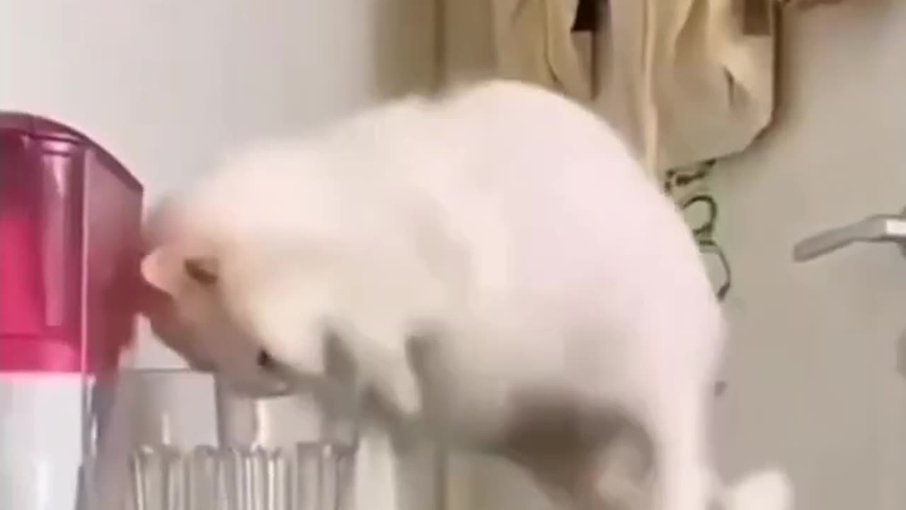 Fun animal moment2020