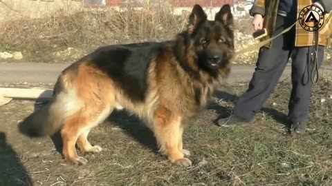 Top 10 dangerous dog breeds in the world #DogLife#PuppyLove#Doggo#FurryFriends#DogDays#DogsofTwitter