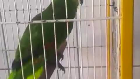 cute parrots