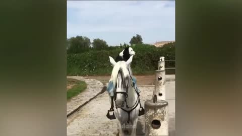Crazy Horse Fails: The Best Horse Videos Ever | Pets Island