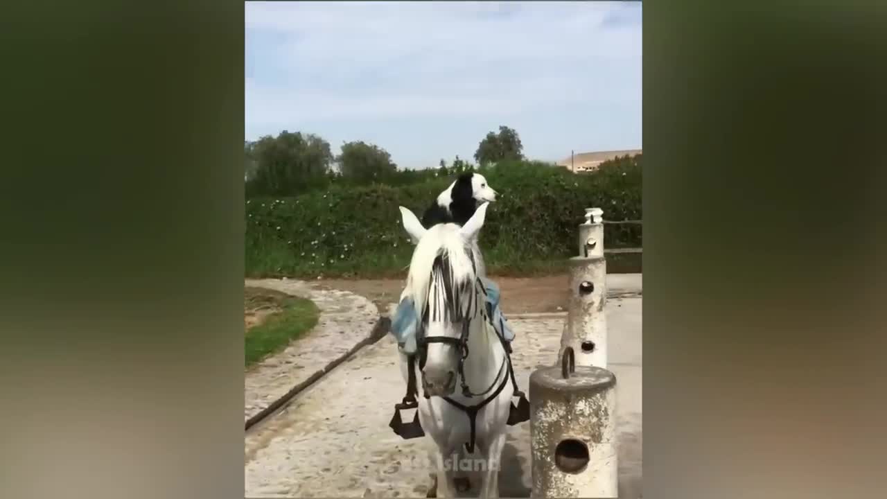 Crazy Horse Fails: The Best Horse Videos Ever | Pets Island