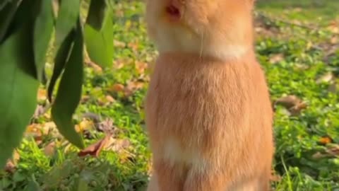 Cute Bunny Eating