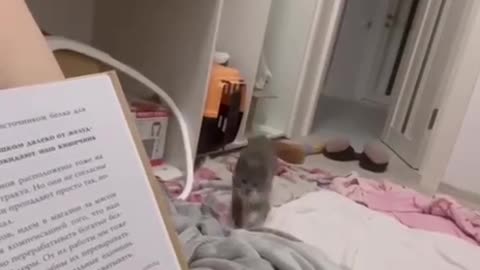 TRY NOT TO LAUGH 😆 Best Funny Videos Compilation 😂😁😆