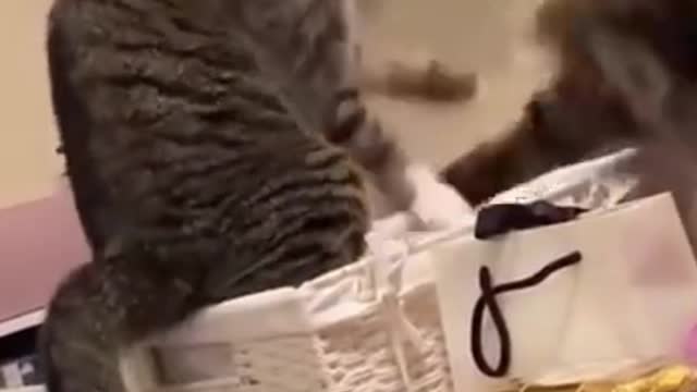 The Best Funny Fighting Cat In The World