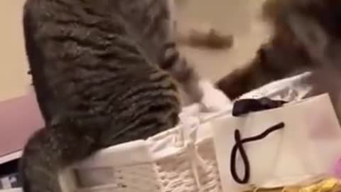 The Best Funny Fighting Cat In The World