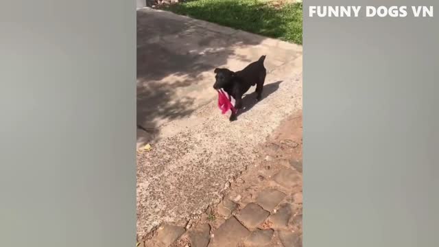 Try Not To Laugh Animals 2022 - Funniest Animals Video - Funny Dogs And Cats