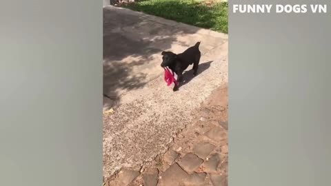 Try Not To Laugh Animals 2022 - Funniest Animals Video - Funny Dogs And Cats