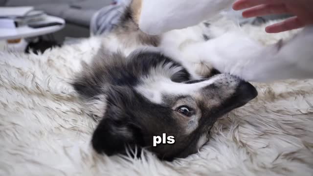 Trying Funny TikTok Trends On My Huskies!