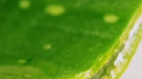 AMAZING BEAUTY HACKS WITH ALOE VERA #fitness #healthtips #health