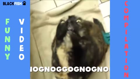 Cute and Funny animal videos