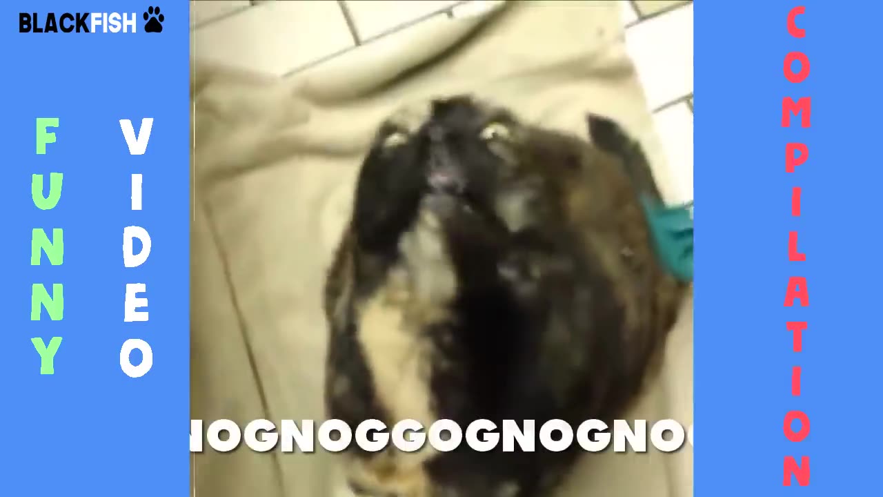 Cute and Funny animal videos