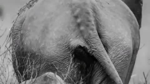 Happy World Elephant Day..ENJOY till end to see these GENTLE GIANTs #foresttrails