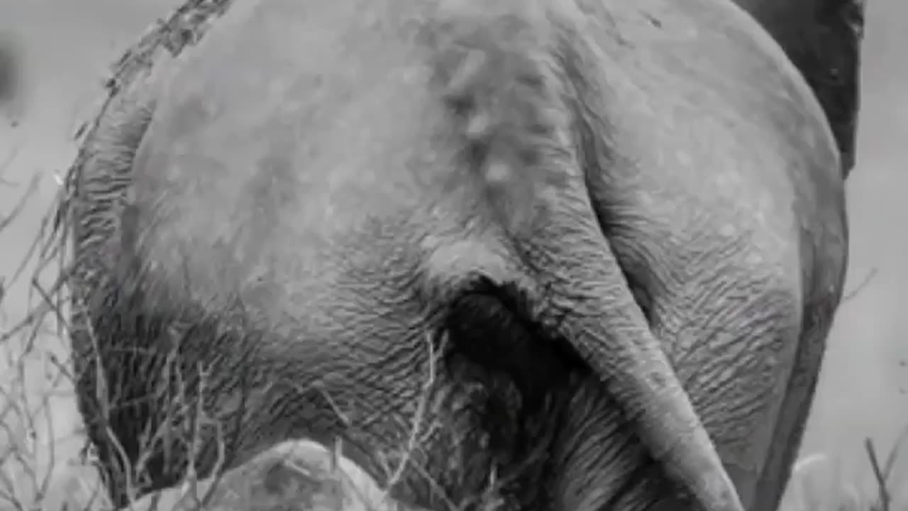 Happy World Elephant Day..ENJOY till end to see these GENTLE GIANTs #foresttrails