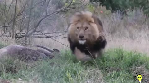 Wild animal attacks