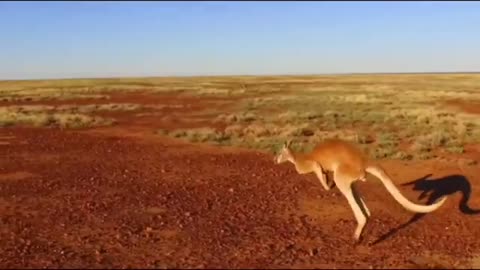 KANGAROO A LOVE HATE STORY - Film Traileriler ,comedy