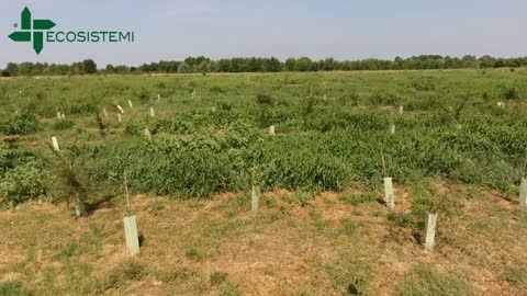 Ulmus minor Propagazione Albero (Villanova sull'Arda Piacenza Italia) ITA