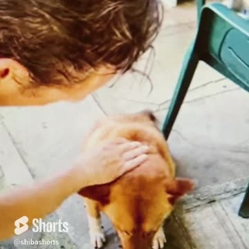 Dog answers yes! when owner asks him if he wants his dinner.