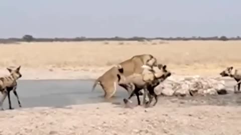 Wild dogs vs lion. Power of unity