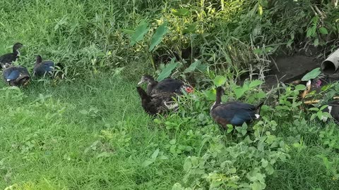 ducks enjoy