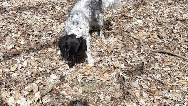 Hoser hype job for wild Springer Spaniels prey drive!