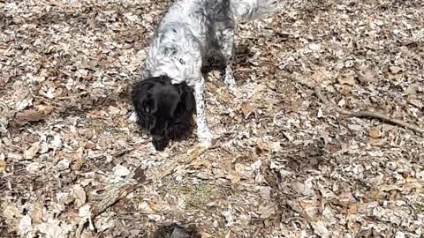 Hoser hype job for wild Springer Spaniels prey drive!