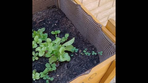 Sarge's Smoke Break #9: Shaded Patio Planter